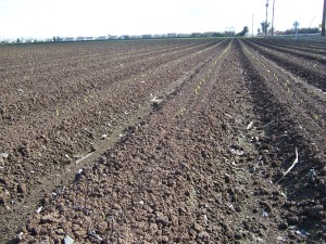rows of seedling corn